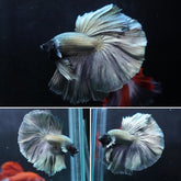#2 (New Arrival) Copper Black Head Over Halfmoon - High Quality Live Aquarium Male Betta Fish
